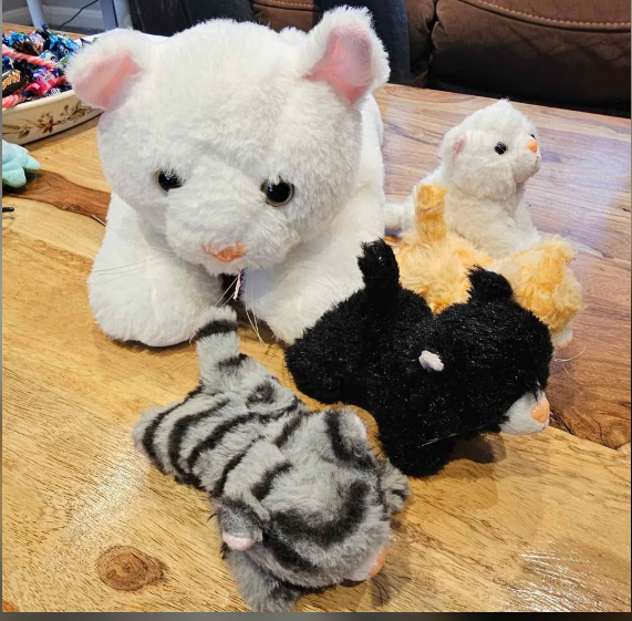 Cats